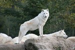 160622Y DomainedesFauves loup arctique