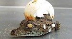 160622Y FermeauxCrococdilesBebe crocodile