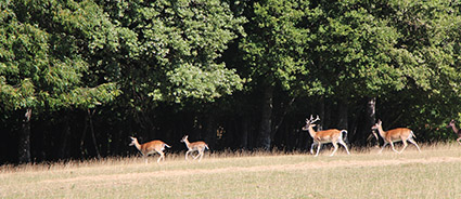 MZ45 ParcChambaran